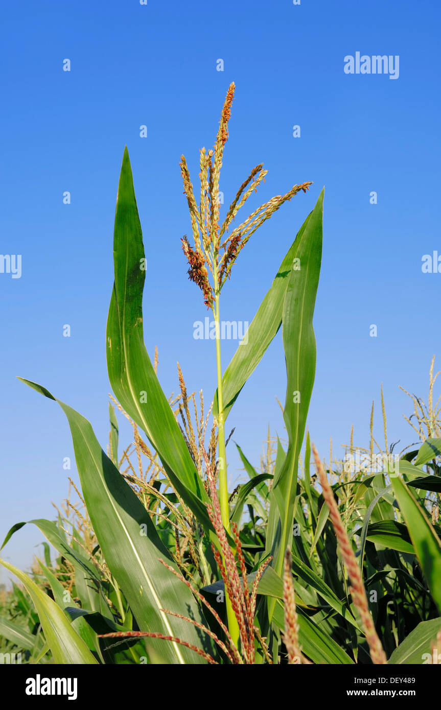 Maize (Zea mays), flowering, North Rhine-Westphalia Stock Photo
