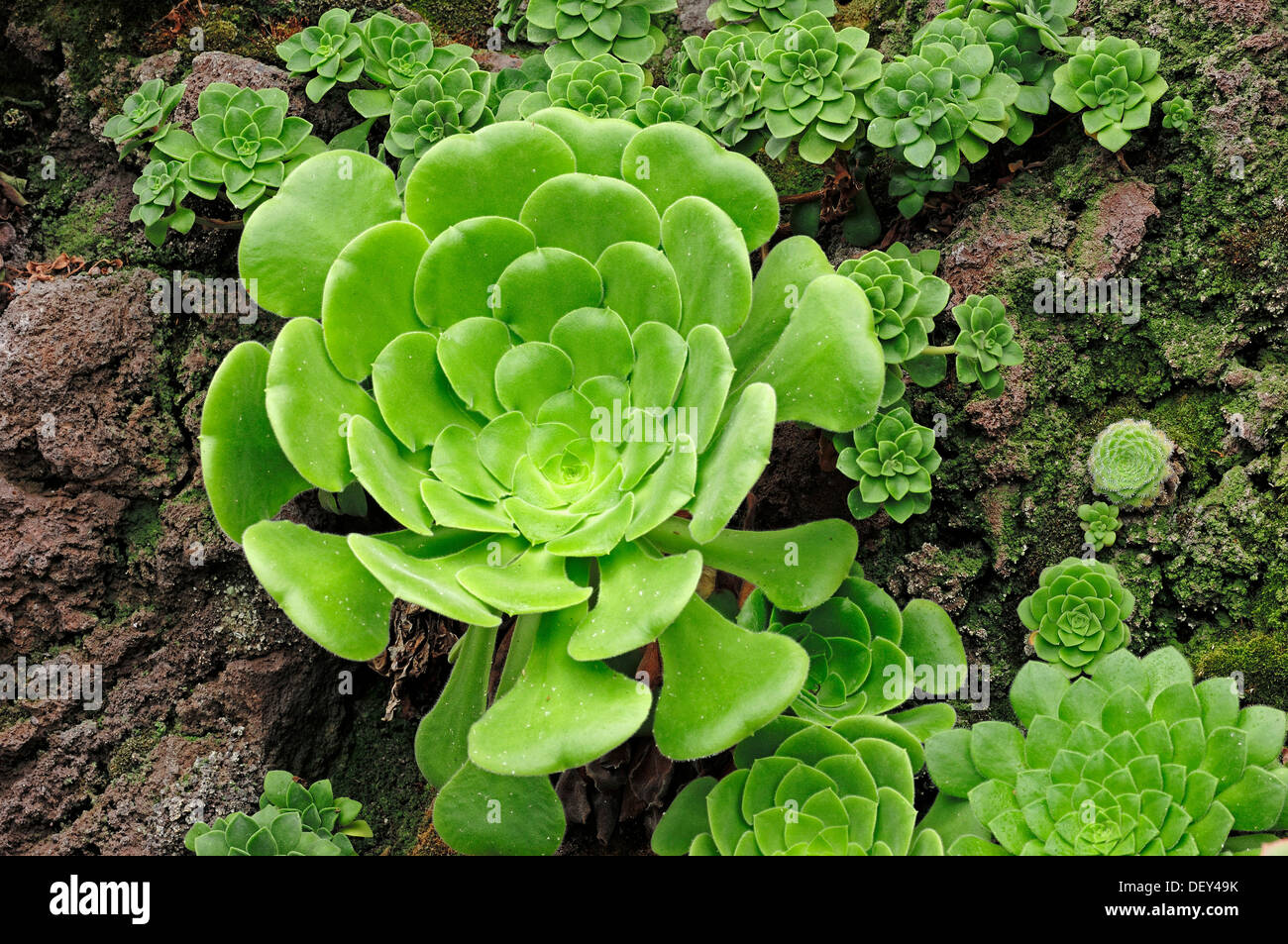 Aeonium (Aeonium percarneum), Gran Canaria, Canary Islands, Spain, Europe Stock Photo