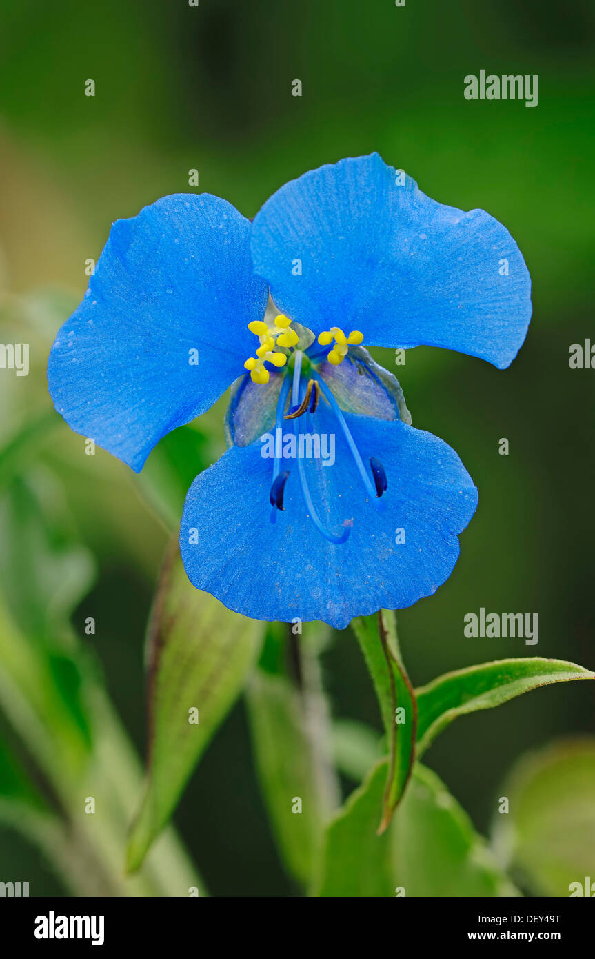 Dayflower (Commelina tuberosa), native to Central America and South America Stock Photo