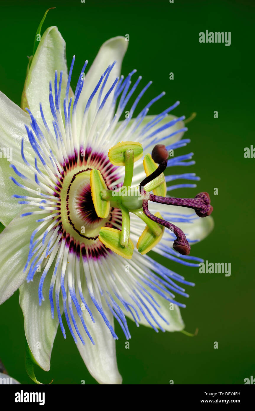 Blue Passion Flower or Common Passion Flower (Passiflora caerulea), blossom, native to Argentina and Brazil, ornamental plant Stock Photo