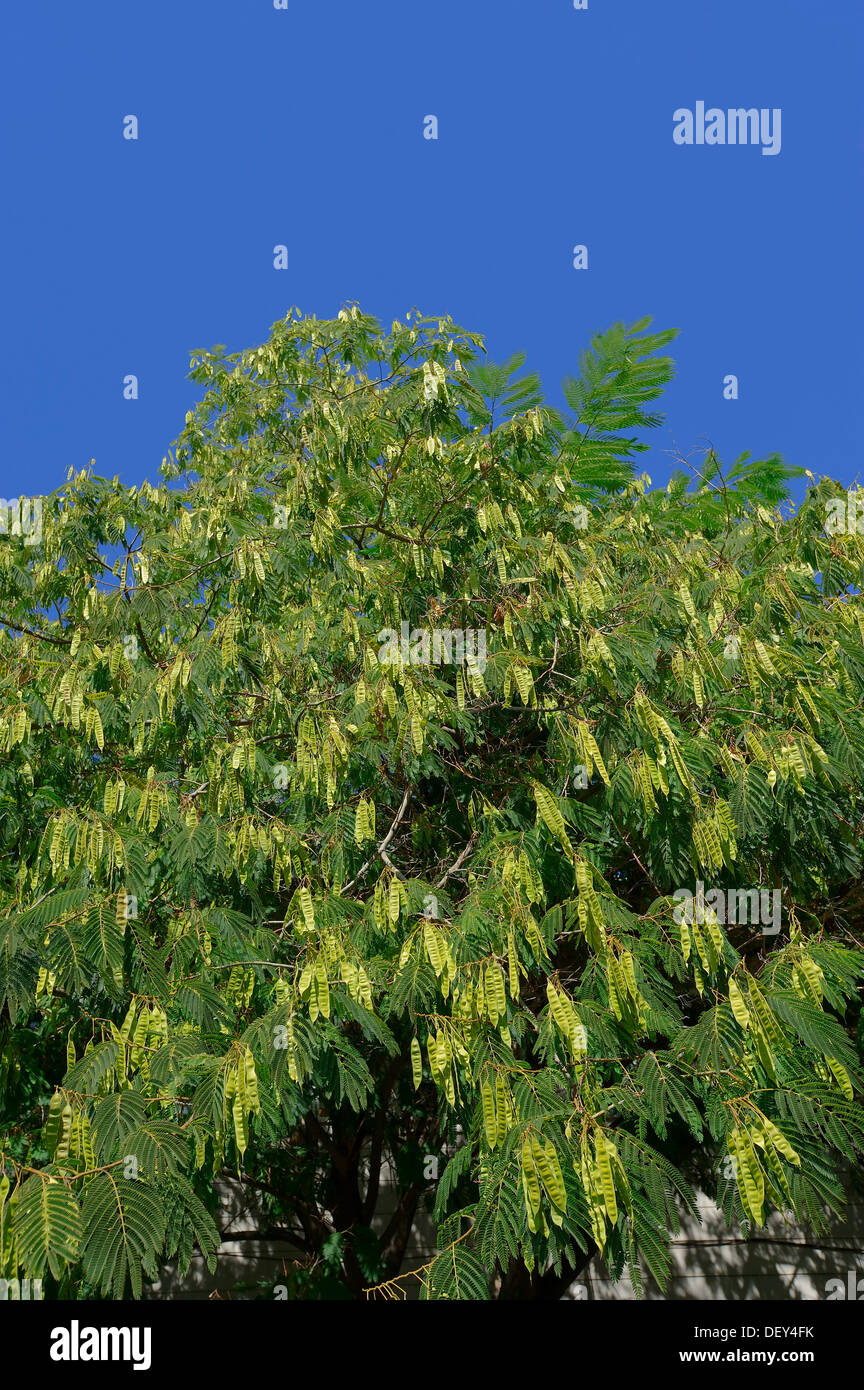 Powder Puff tree (Calliandra sp.), Utah, USA, North America Stock Photo