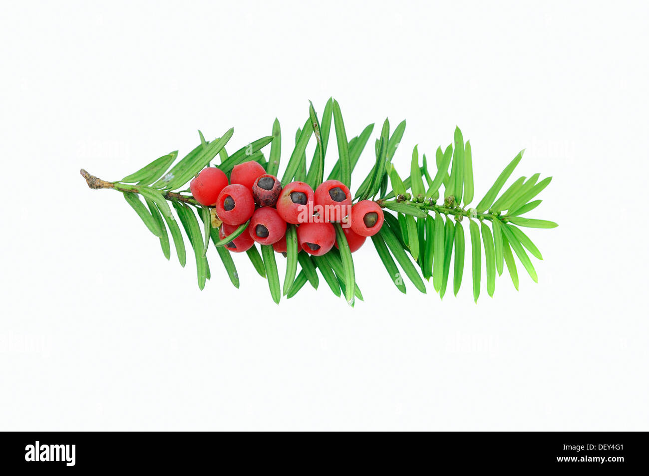Yew (Taxus baccata), twig with berries, poisonous plant, North Rhine-Westphalia Stock Photo