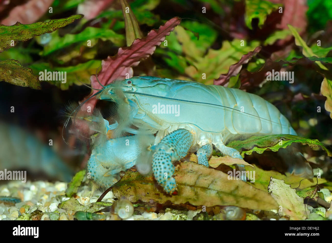 African Giant Filter Shrimp or Vampire Shrimp (Atya gabonensis), native to West Africa and South America, captive Stock Photo