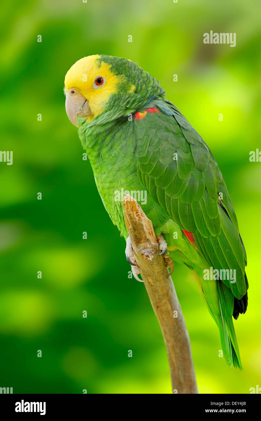 Yellow-headed Amazon, Yellow-headed Parrot and Double Yellow-headed Amazon or Belize-Yellow-headed Amazon (Amazona oratrix Stock Photo