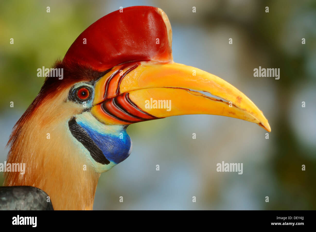 Knobbed hornbill or Sulawesi Wrinckled Hornbill (Aceros cassidix), male, portrait, occurrence in Indonesia, captive, Germany Stock Photo