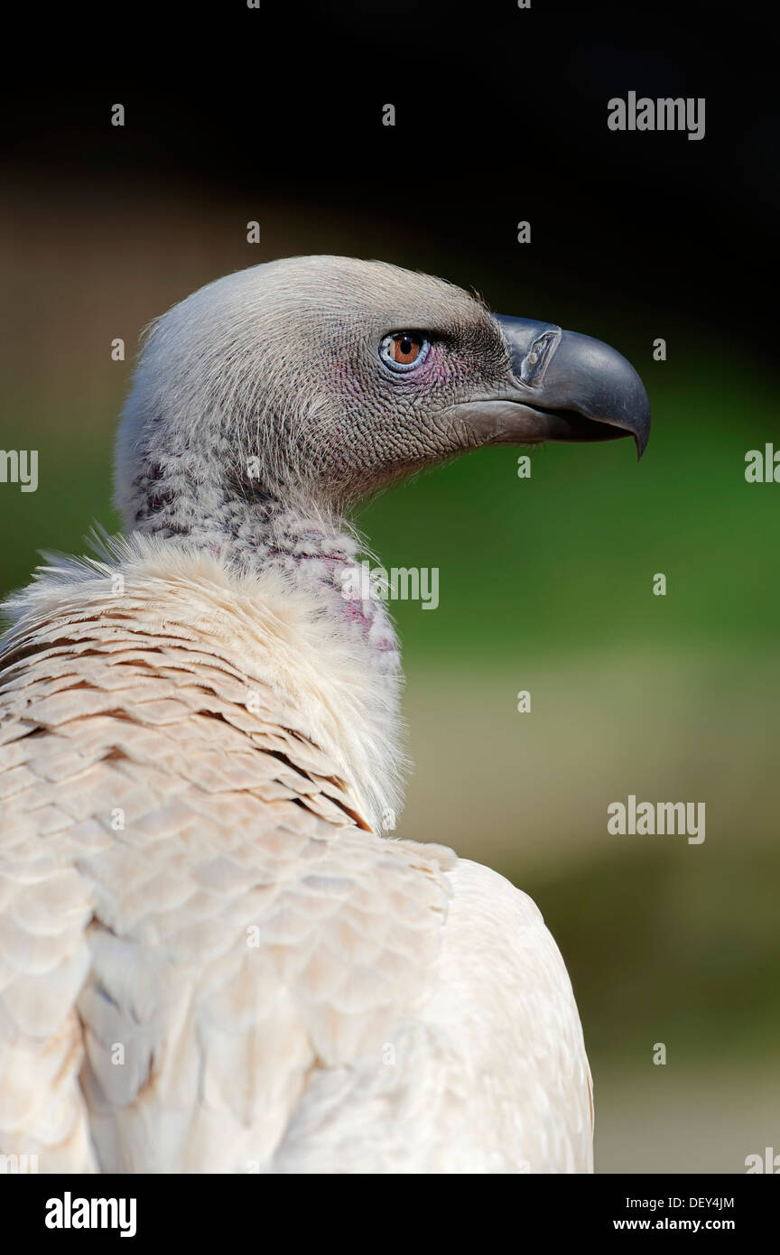 Kolbe vulture hi-res stock photography and images - Alamy