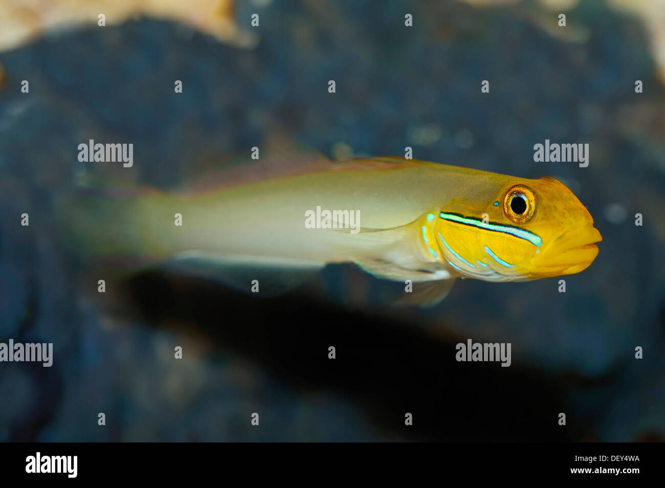 Sleeper Gold Head Goby (Valenciennea strigata), native to the tropical Indo-Pacific Ocean, captive, North Rhine-Westphalia Stock Photo