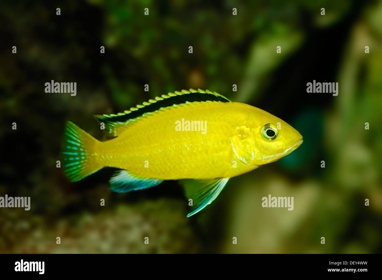 Electric Yellow Cichlid (Labidochromis caeruleus), native to the East African Lake Malawi, captive, North Rhine-Westphalia Stock Photo