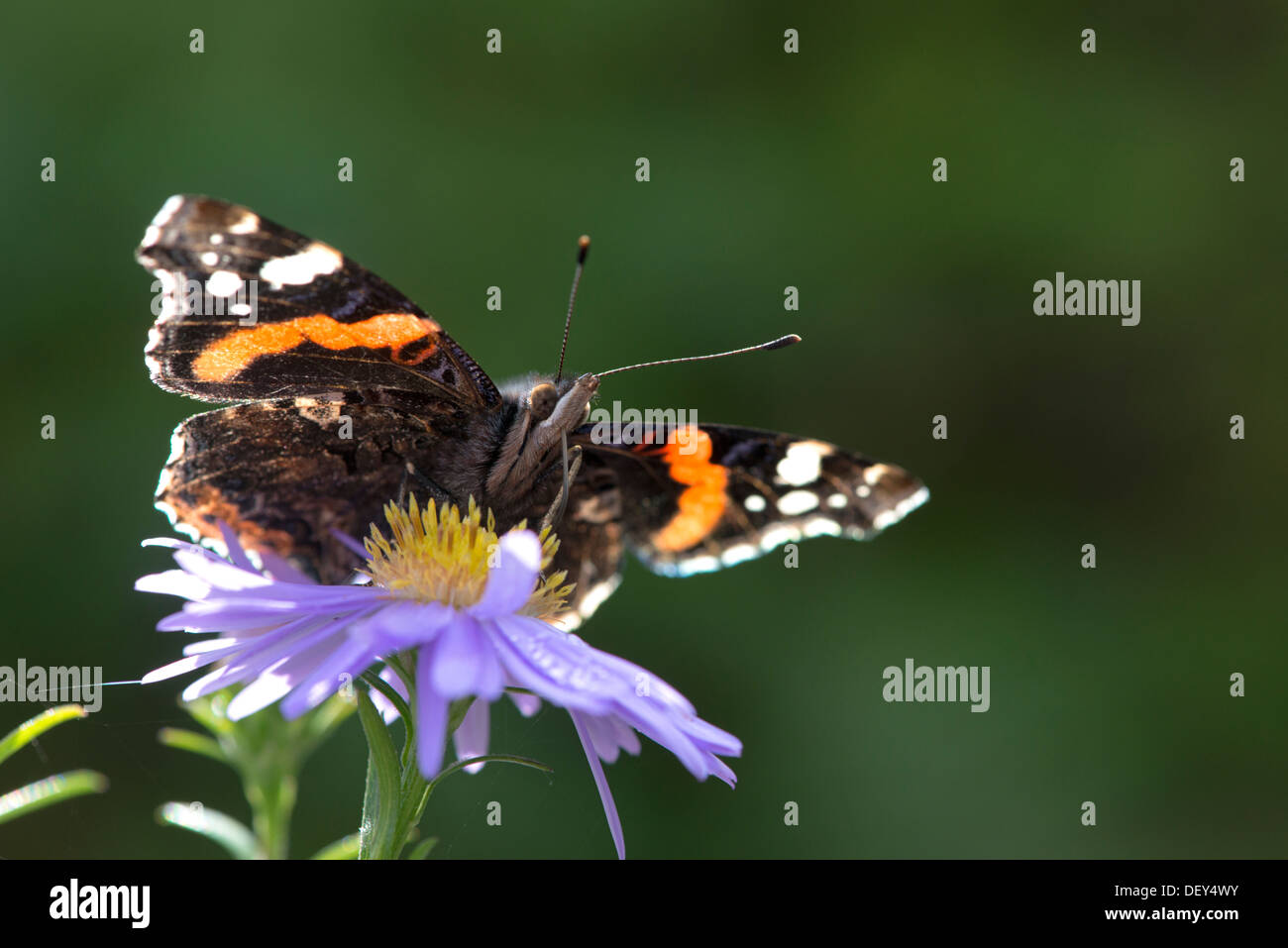 Red admiral (Vanessa atalanta) - UK Stock Photo