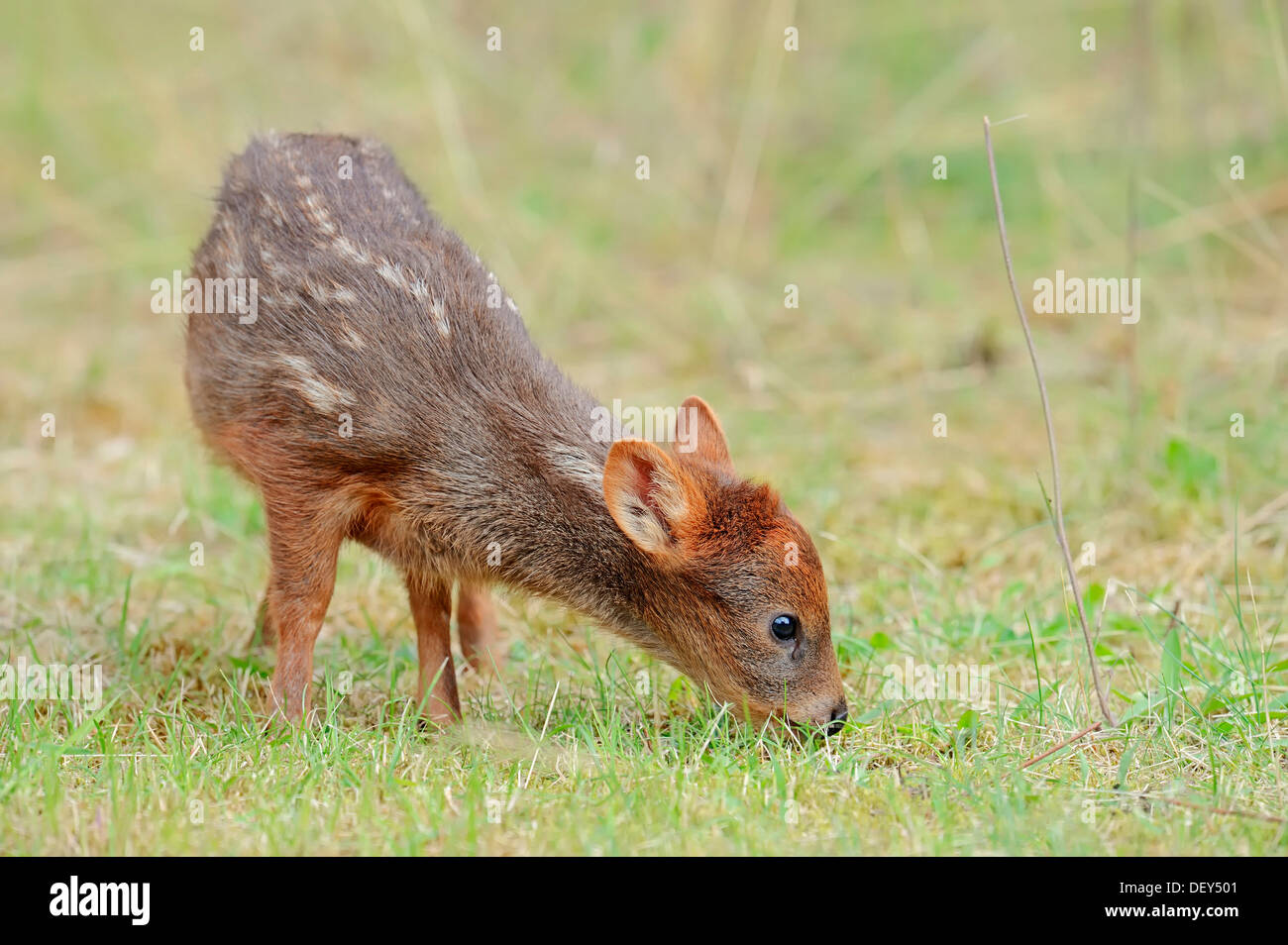 Southern Pudu (Pudu pudu), young, native to South America, captive, The Netherlands Stock Photo