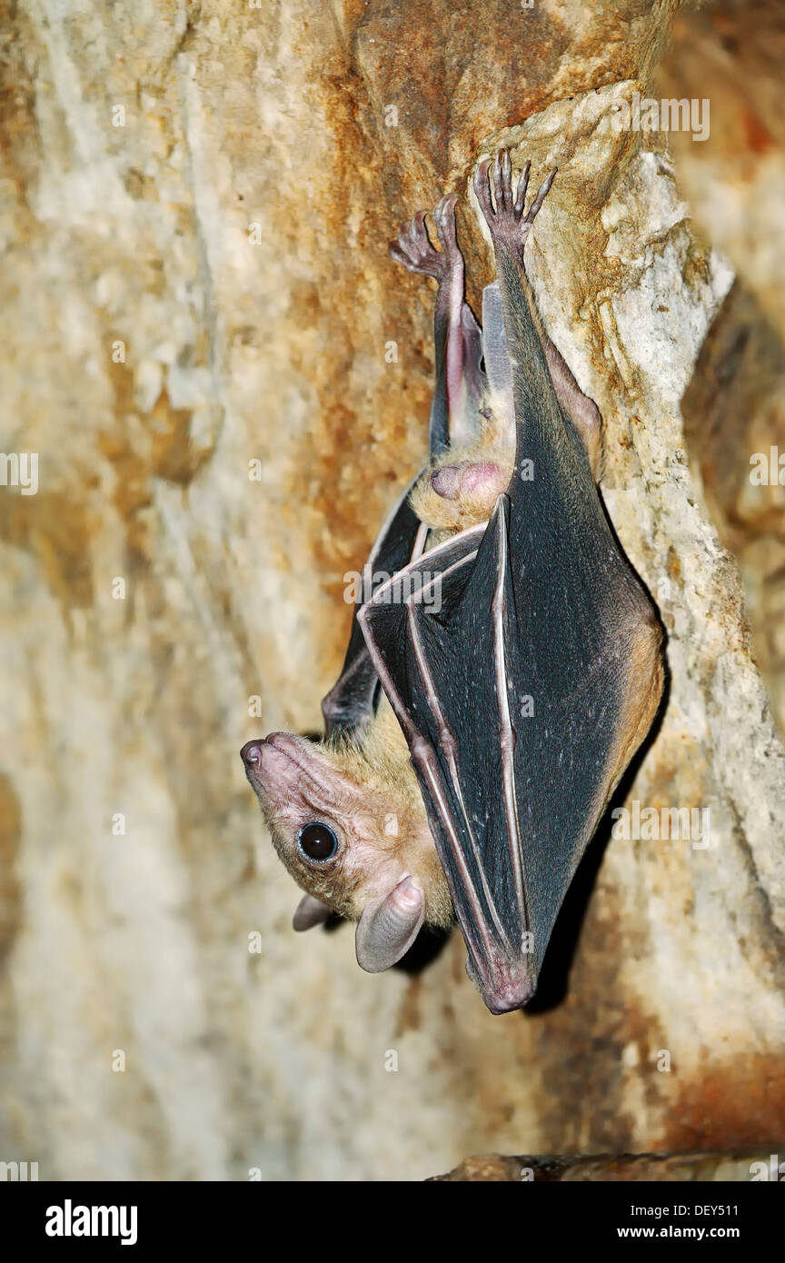 Egyptian fruit bat or Egyptian rousette (Rousettus aegyptiacus), male, native to Africa and the Arabian Peninsula, captive Stock Photo