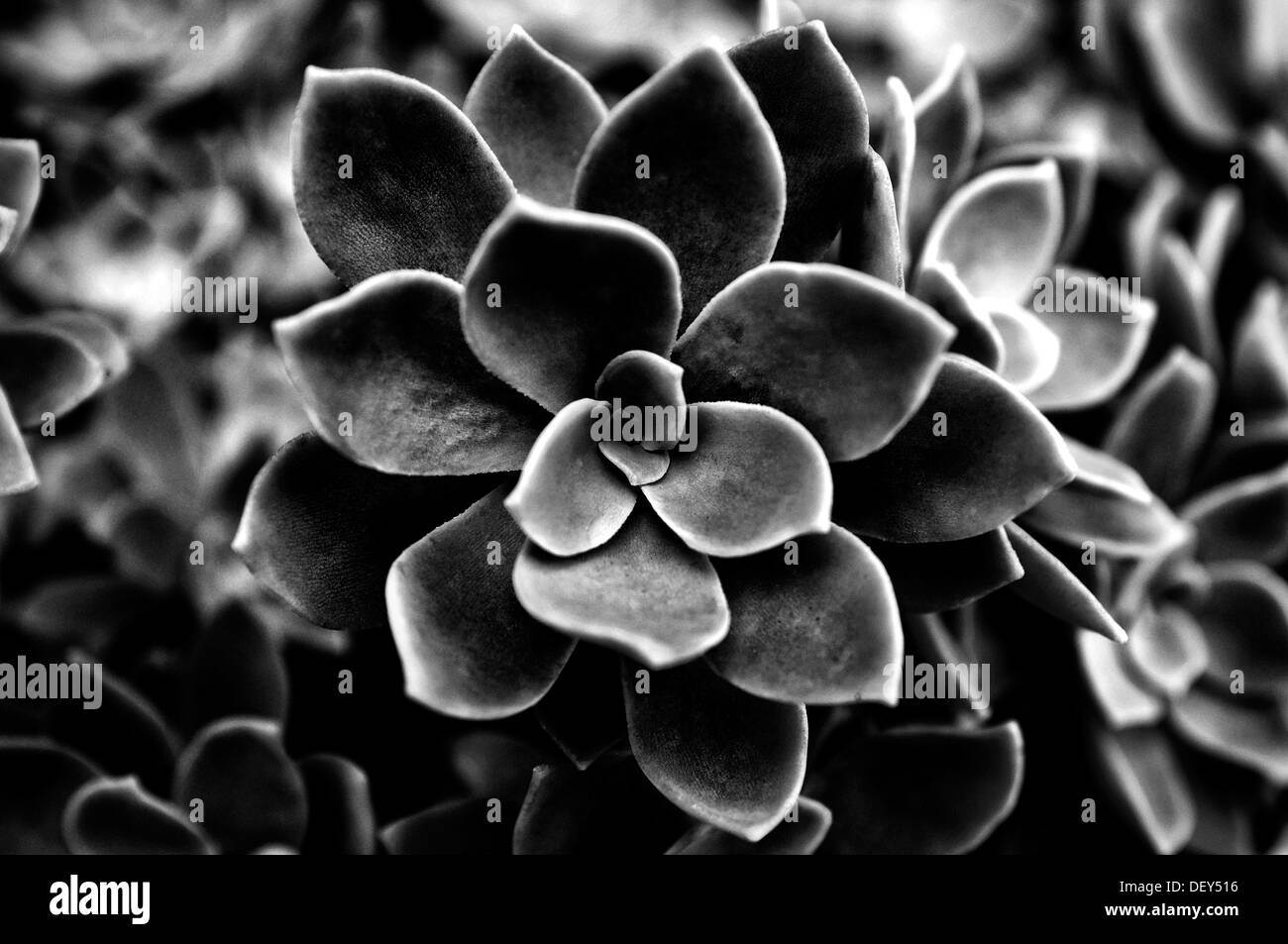 Fine art shot of an Echeveria elegans Stock Photo