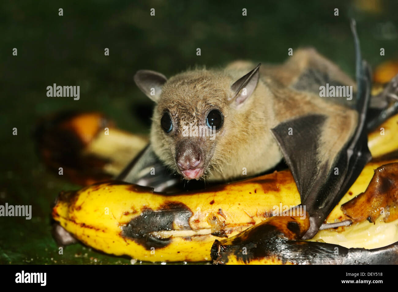 Egyptian fruit bat or Egyptian rousette (Rousettus aegyptiacus), male