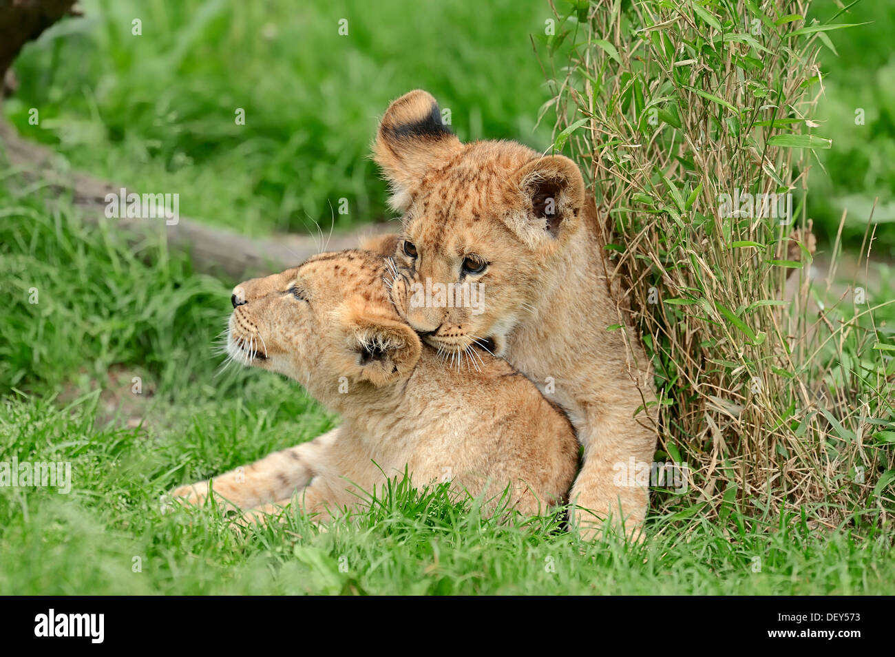 Lion (Panthera leo) cubs playing, captive, Germany Stock Photo