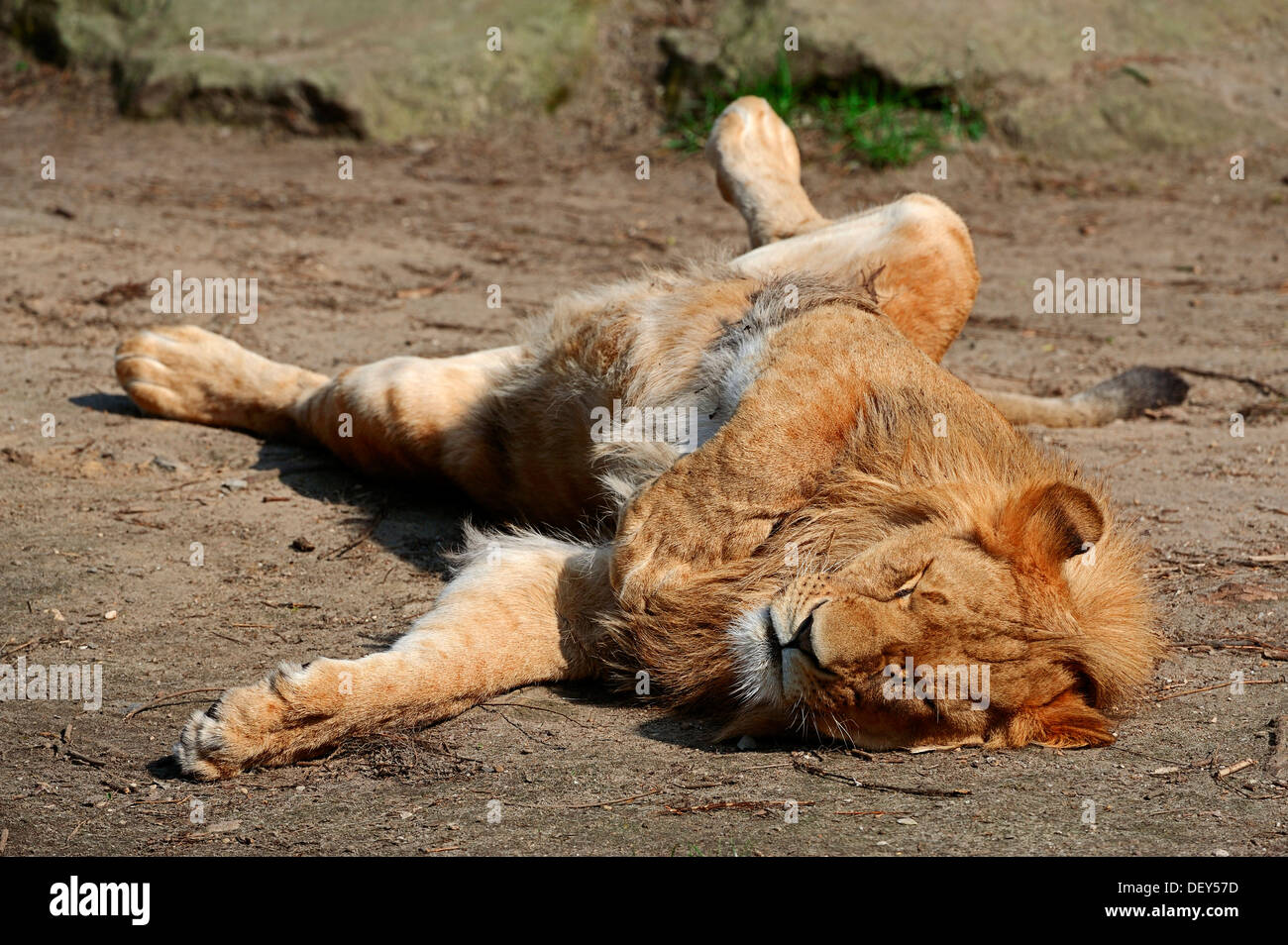 Captive male lion hi-res stock photography and images - Alamy
