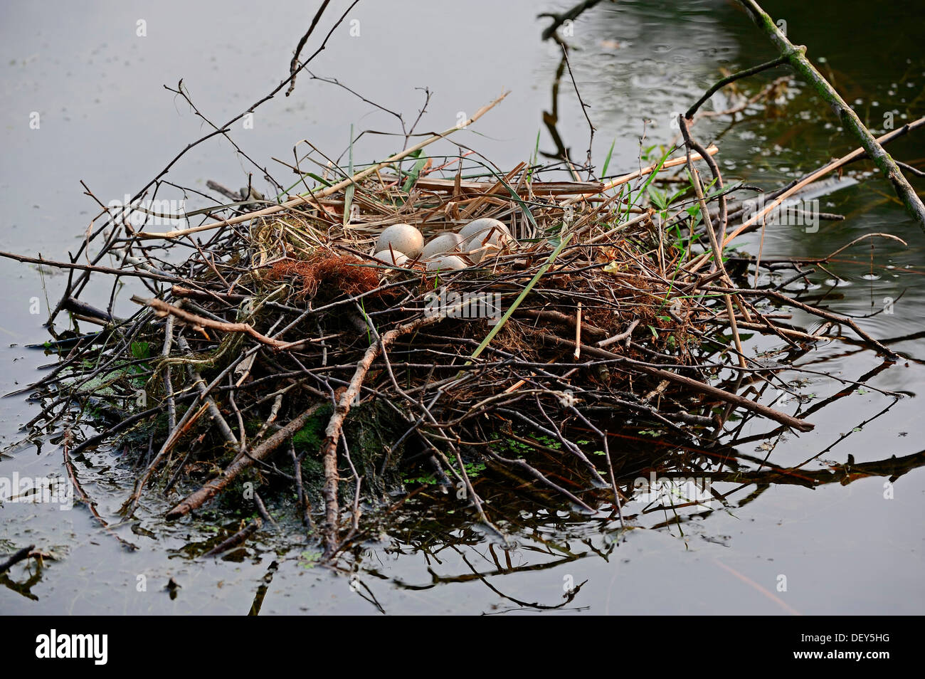Coot (Fulica atra), nest with eggs, North Rhine-Westphalia, Germany Stock Photo