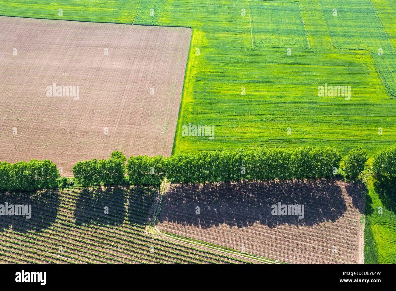 Corn field aerial view Stock Photo Alamy
