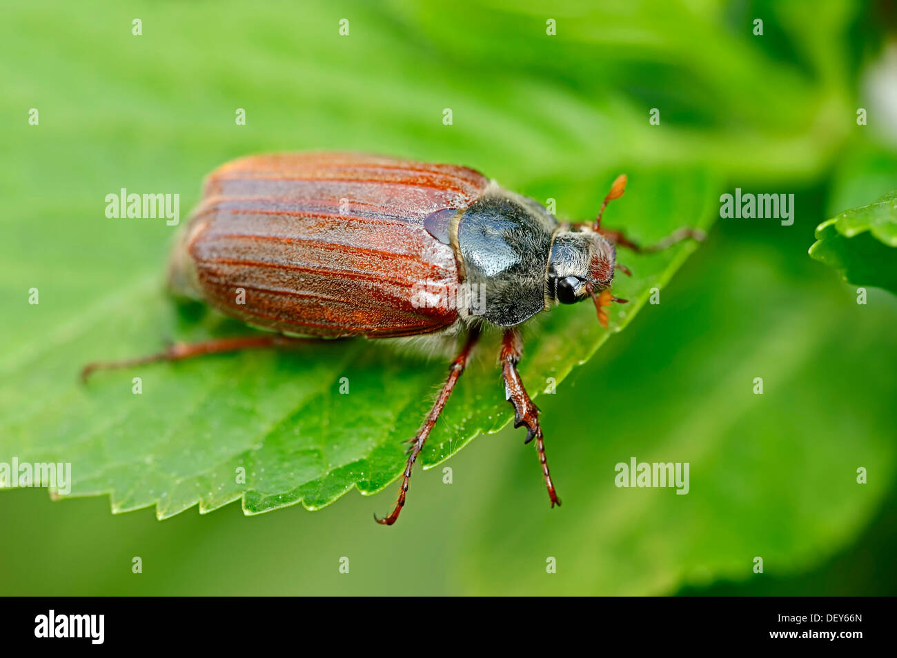 Cockchafer, may bug (Melolontha melolontha), North Rhine-Westphalia, Germany Stock Photo