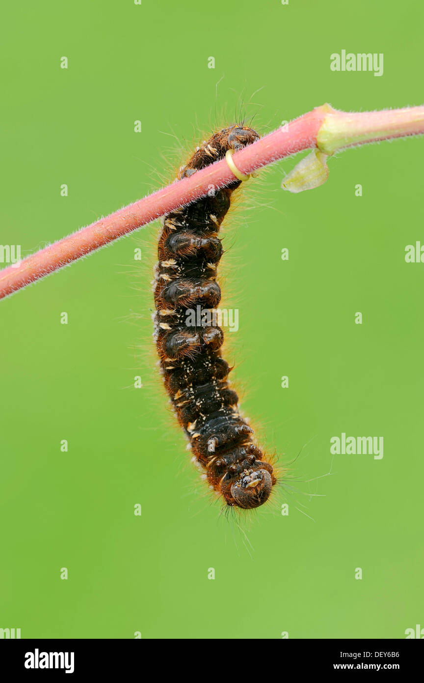 Caterpillar of the Drinker moth (Philudoria potatoria), North Rhine-Westphalia, Germany Stock Photo