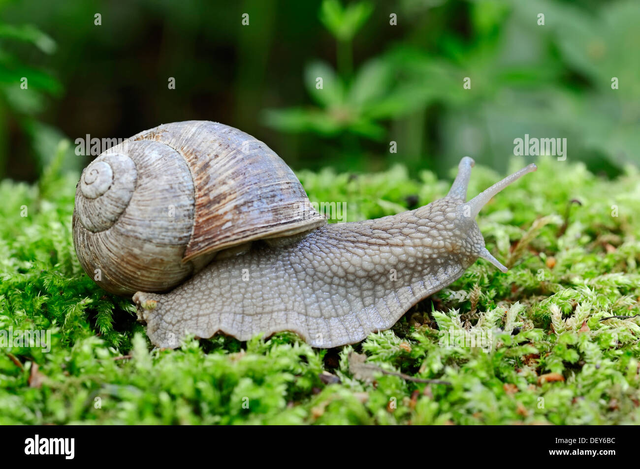 Burgundy snail, Roman snail, edible snail or escargot, (Helix pomatia