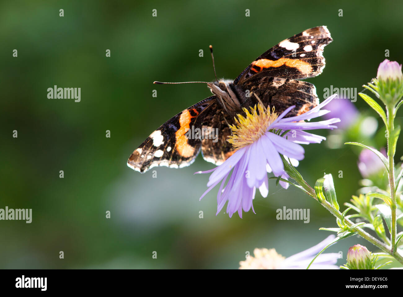 Red admiral (Vanessa atalanta) - UK Stock Photo