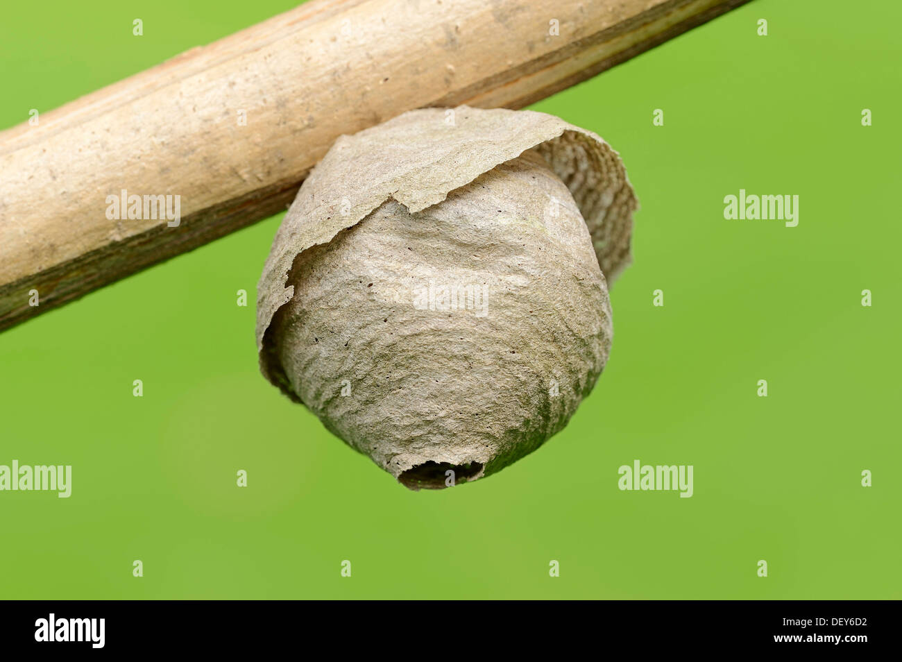 Wasp nest, Saxon Wasp (Dolichovespula saxonica), North Rhine-Westphalia, Germany Stock Photo