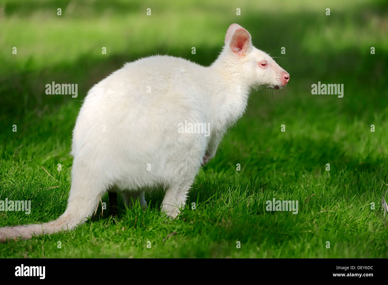 Red-necked wallaby (Macropus rufogriseus), Tasman subspecies Bennett's Wallaby, albino, occurrence in Australia, captive Stock Photo