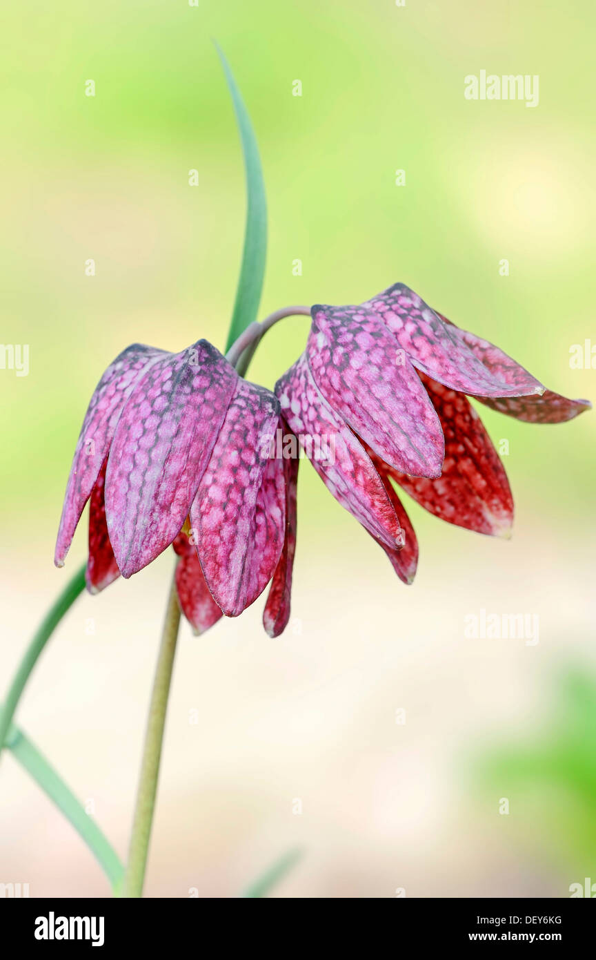 Fritillaria Meleagris Snakes Head Fritillary Close Up Chess Flower Hi ...