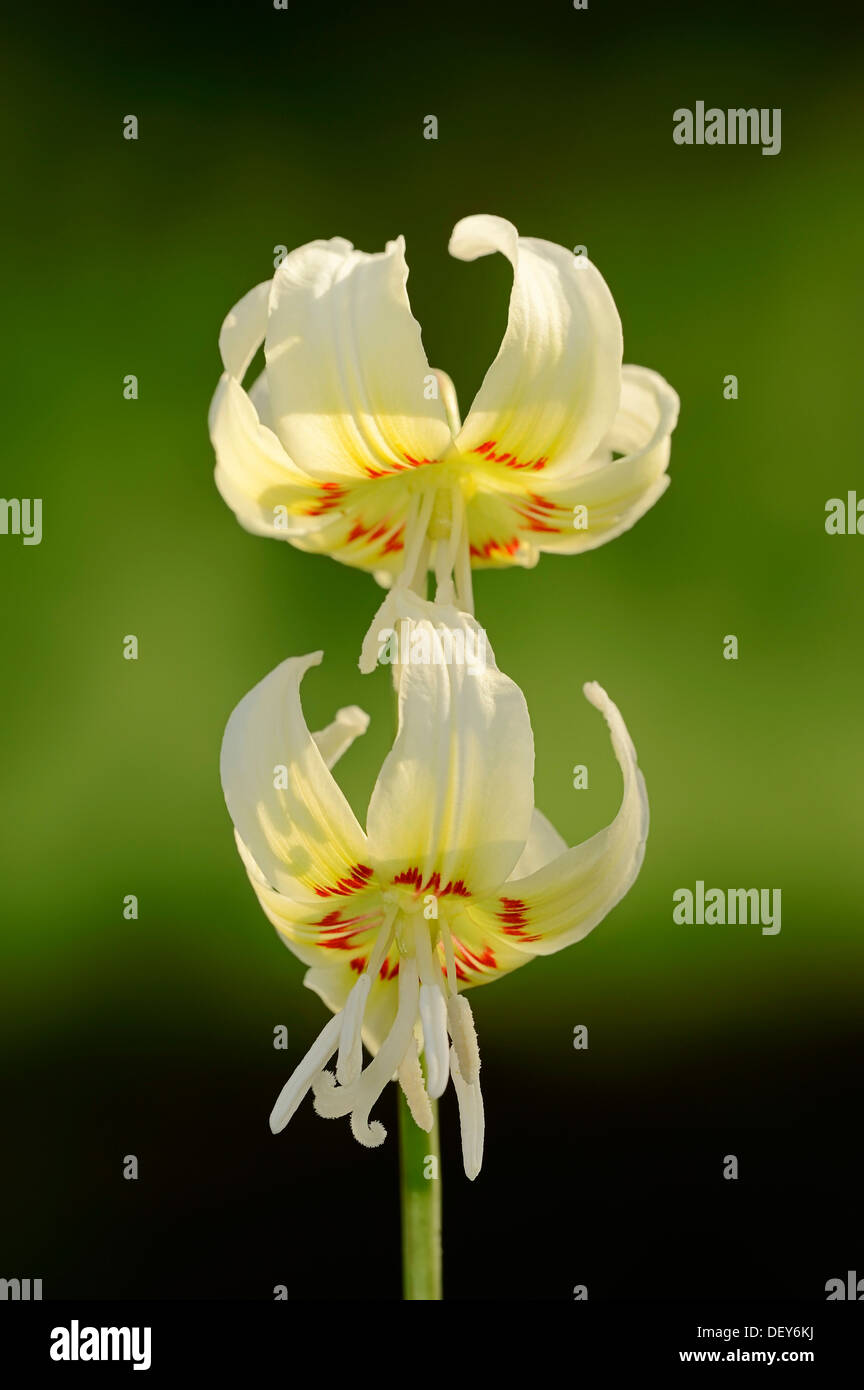 Mahogany fawn lily, coast fawn lily or pink fawn lily (Erythronium californicum White Beauty), North Rhine-Westphalia, Germany Stock Photo