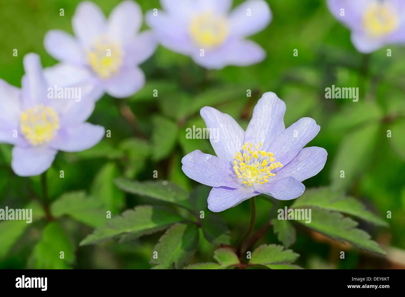 "Robinsoniana" wood anemone, windflower or thimbleweed (Anemone
