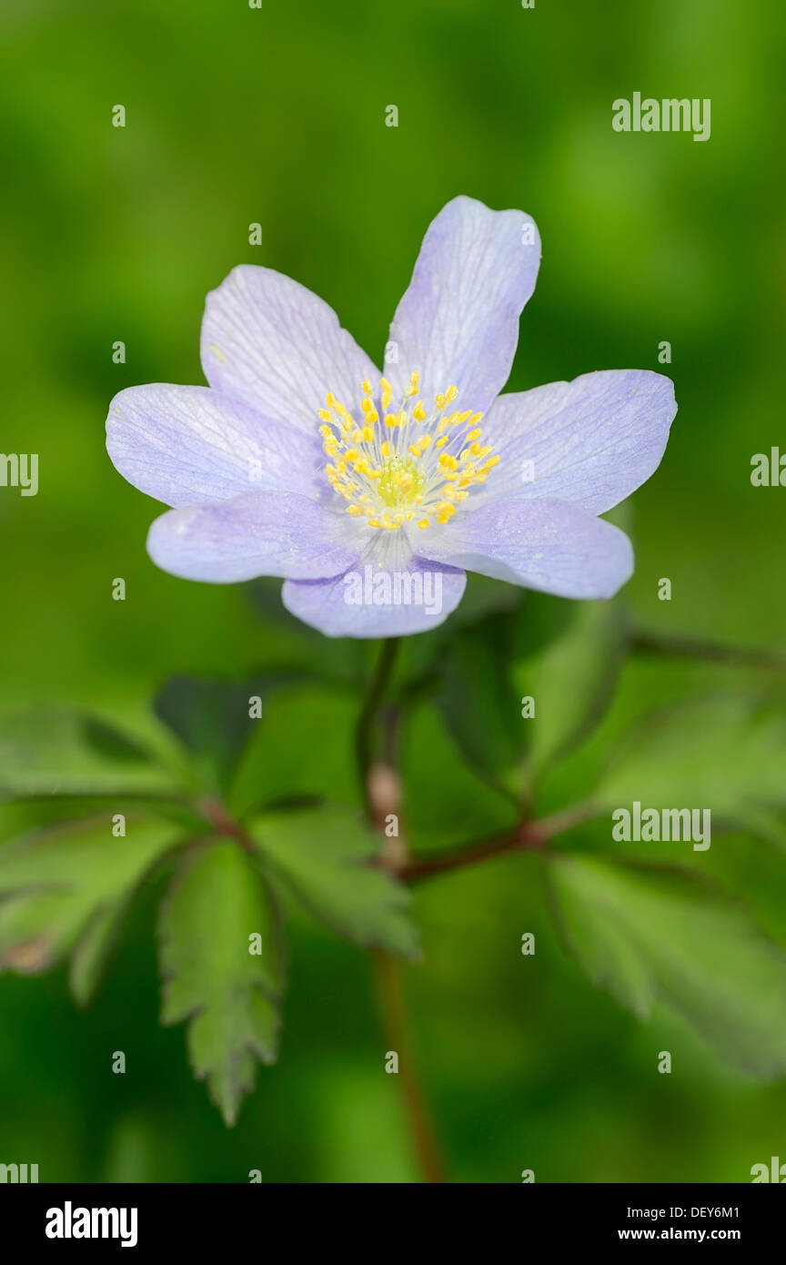 "Robinsoniana" wood anemone, windflower or thimbleweed (Anemone