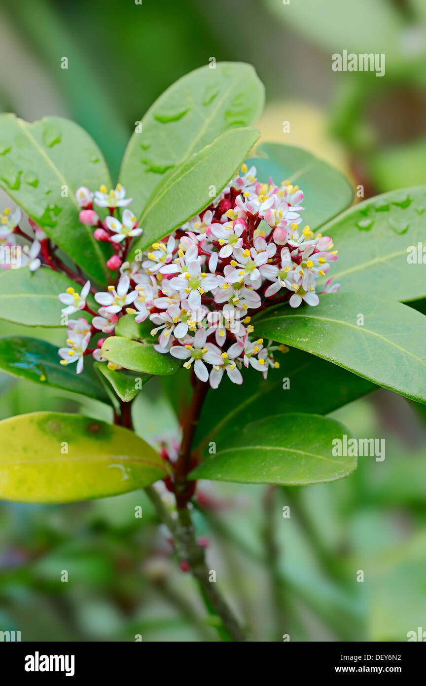 Japanese Skimmia (Skimmia japonica) flowers, native to in Japan, Korea