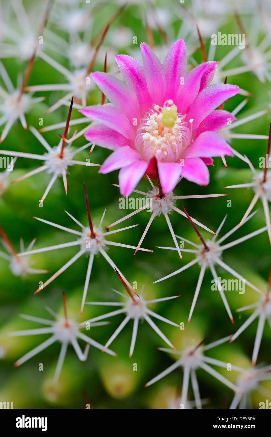 Pincushion Cactus, Redheaded Irishman (Mammillaria spinosissima