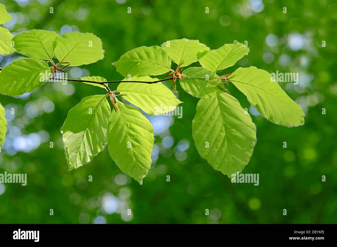 European Beech or Common Beech (Fagus sylvatica) leaves in spring, North Rhine-Westphalia, Germany Stock Photo