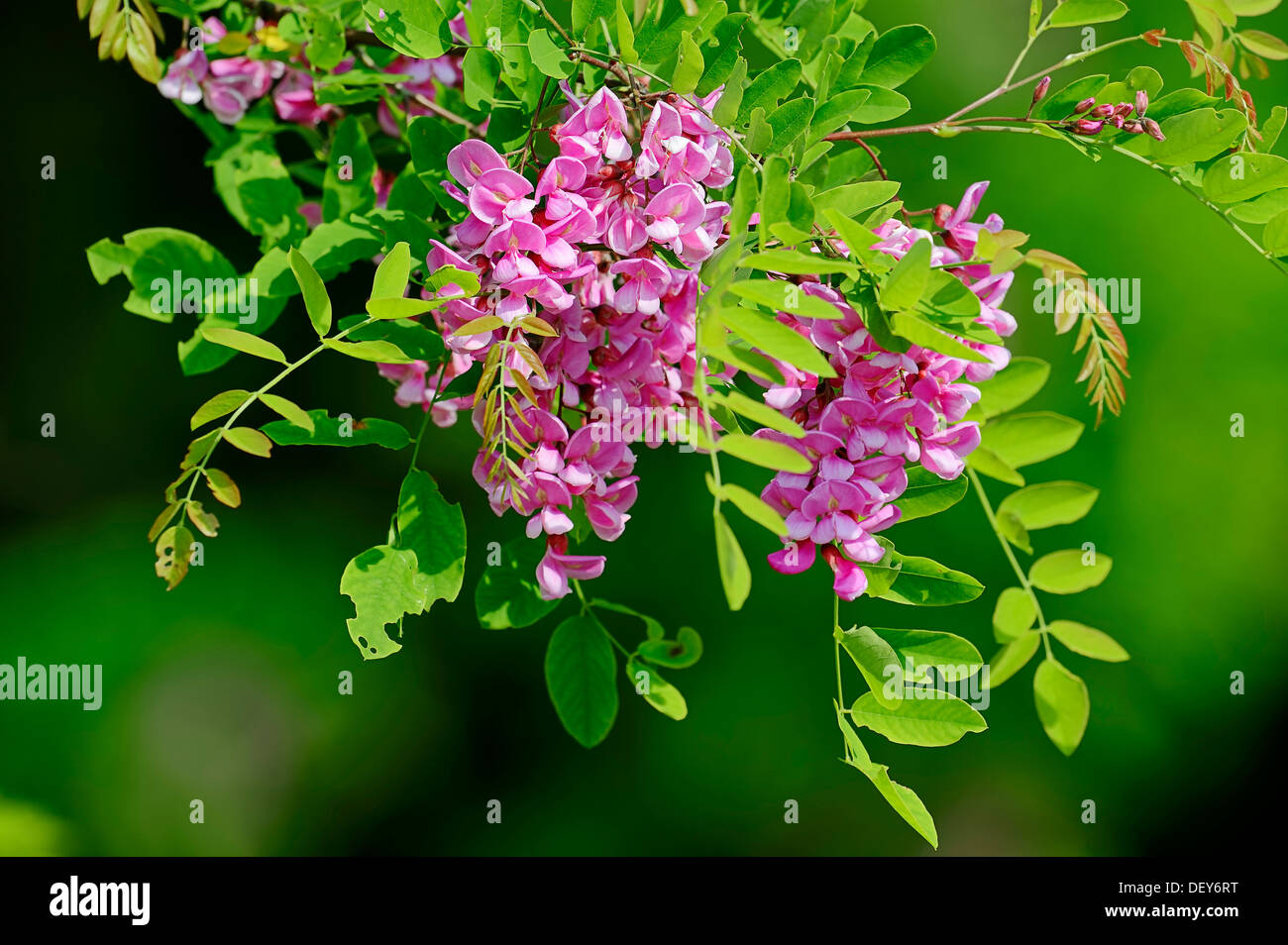 Locust tree or False Acacia (Robinia hybrid) variety Casque Rouge, branch with blossoms, Bergkamen, North Rhine-Westphalia Stock Photo