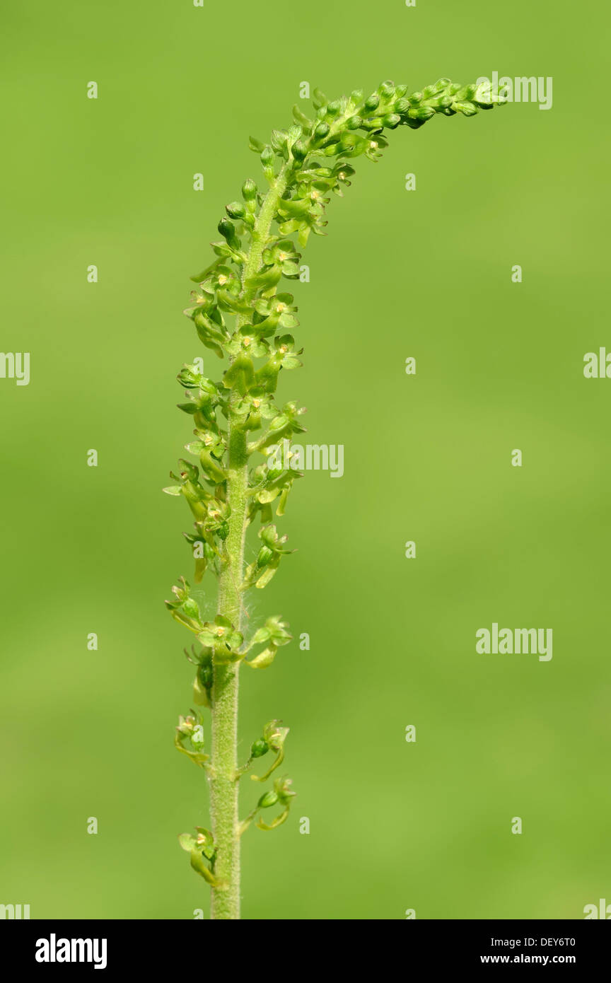 Common twayblade (Listera ovata), North Rhine-Westphalia, Germany Stock Photo