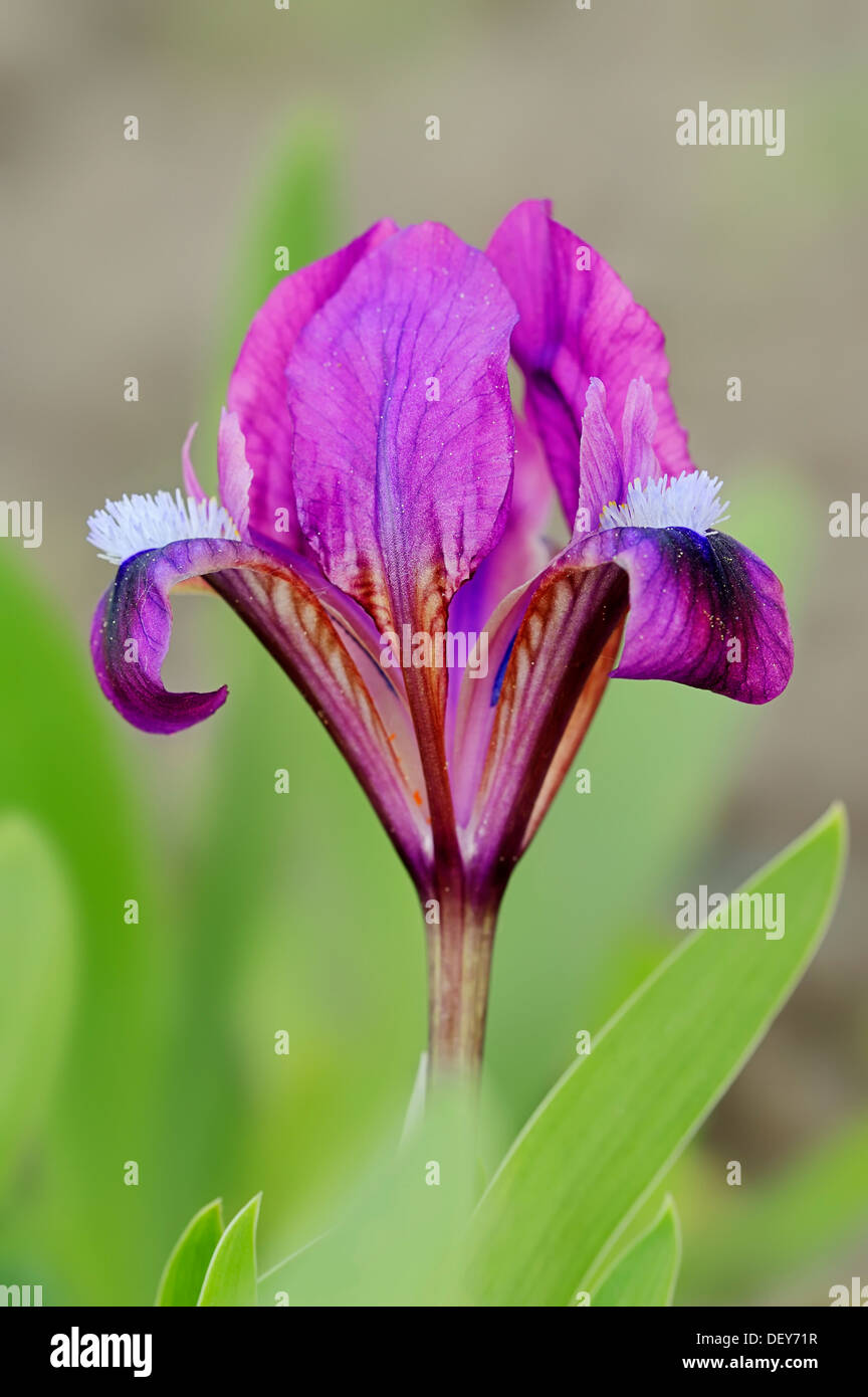 Iris species (Iris pumila), flowering, North Rhine-Westphalia, Germany Stock Photo