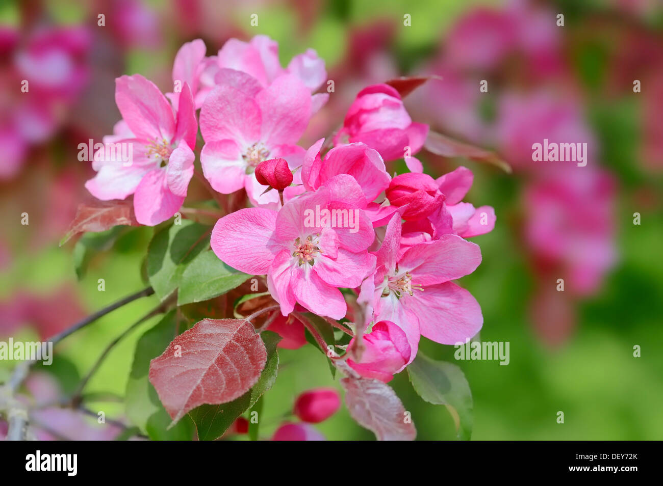 Profusion, Crabapple (Malus X moerlandsii), blossoms, Bergkamen, North Rhine-Westphalia, Germany Stock Photo