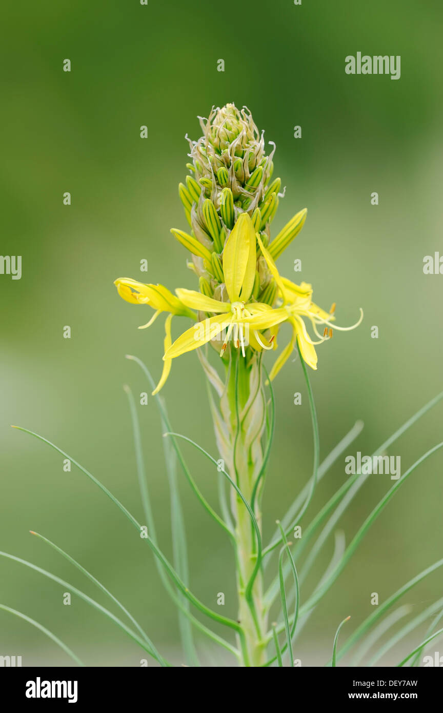King's Spear, Yellow Asphodel (Asphodeline lutea), occurrence in the Mediterranean region, North Rhine-Westphalia, Germany Stock Photo