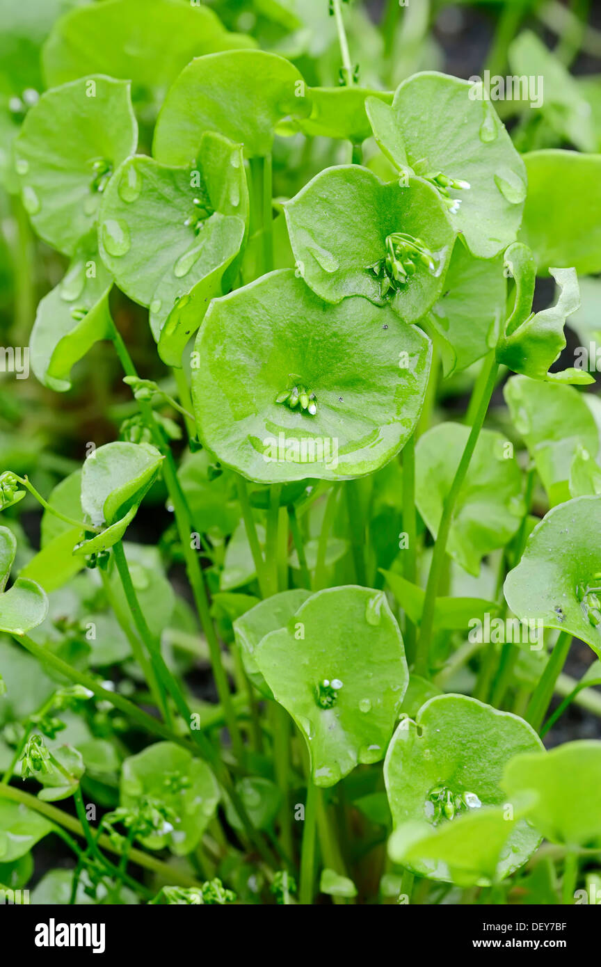 Miner's Lettuce, Winter Purslane or Indian Lettuce (Claytonia perfoliata syn. Montia perfoliata), Bergkamen Stock Photo