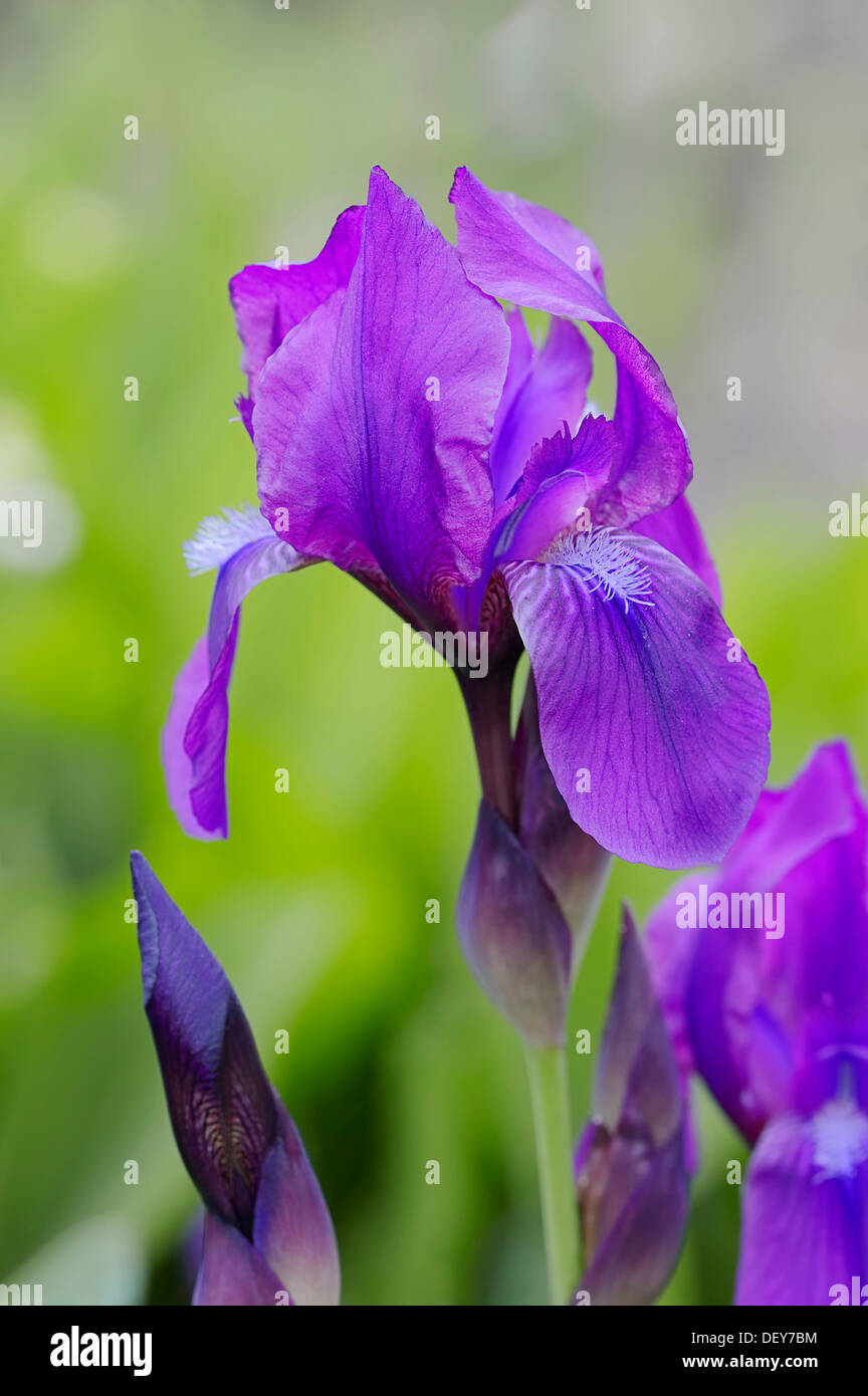 Japanese Iris (Iris ensata, Iris kaempferi), flowering, North Rhine-Westphalia, Germany Stock Photo