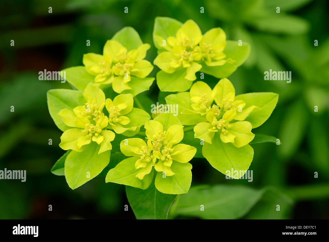 Wart spurge (Euphorbia verrucosa), Germany Stock Photo