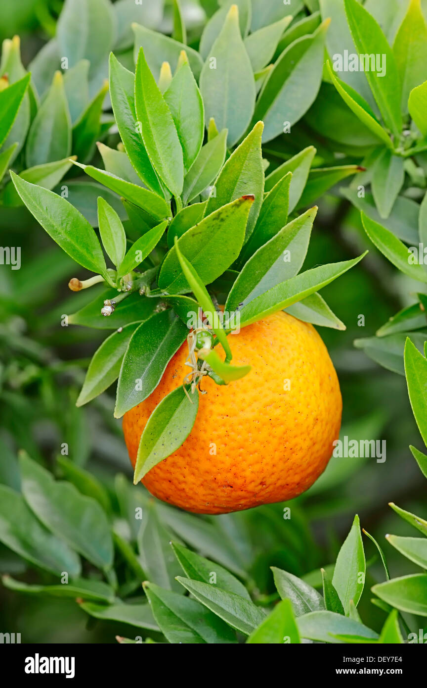 Chinotto orange (Citrus aurantium myrtifolia), fruit on tree, North Rhine-Westphalia, Germany Stock Photo