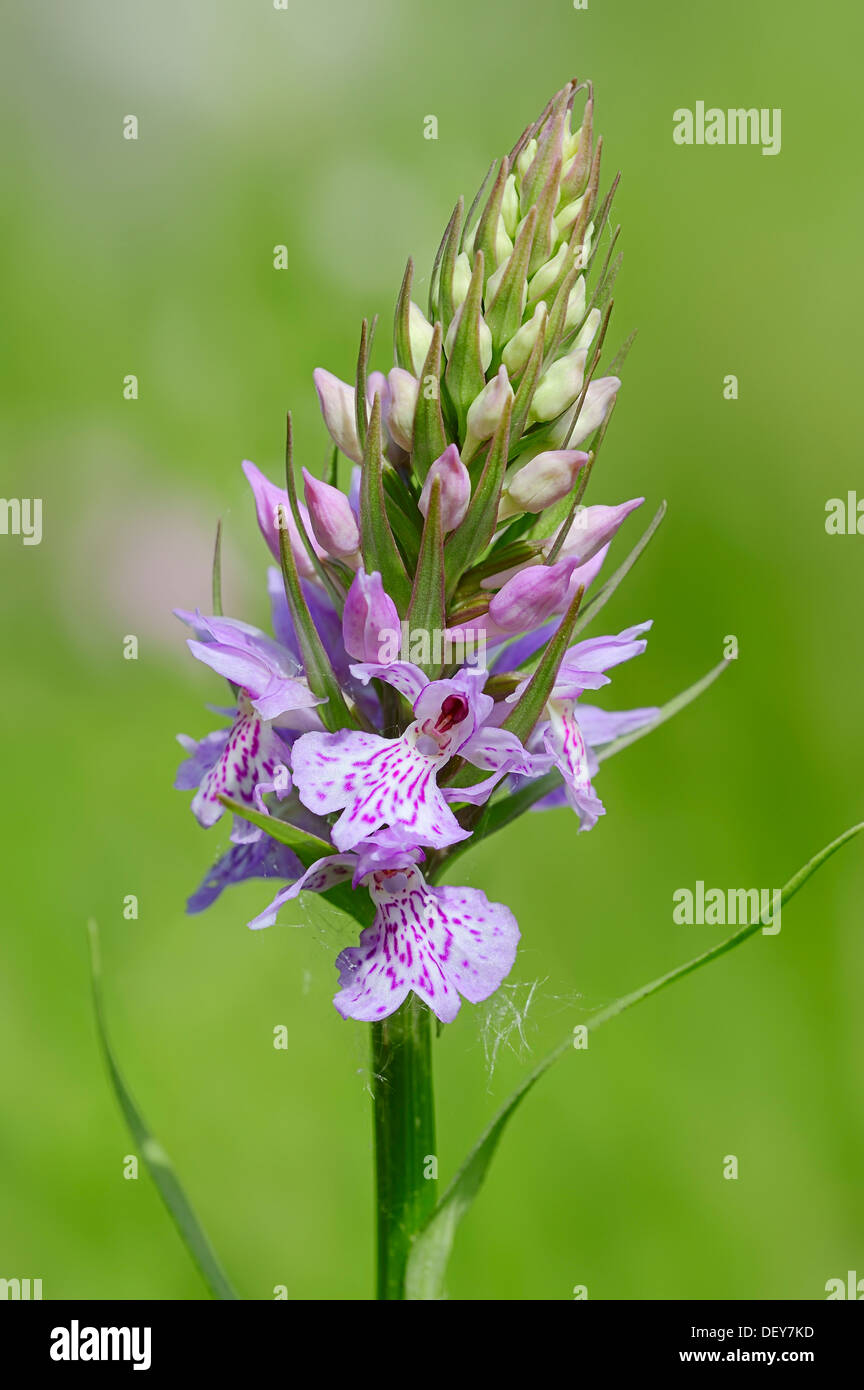 Heath spotted orchid (Dactylorhiza maculata), North Rhine-Westphalia, Germany Stock Photo