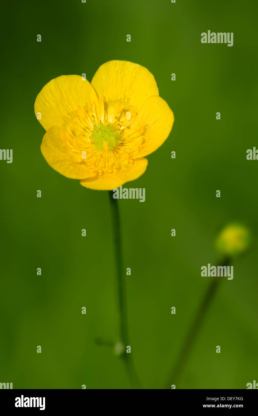 Meadow Buttercup or Tall Buttercup (Ranunculus acris), flower, North Rhine-Westphalia, Germany Stock Photo