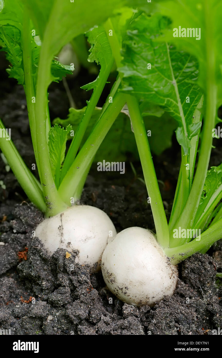 May Turnip or Navette (Brassica rapa ssp. rapa var. majalis), Bergkamen, North Rhine-Westphalia, Germany Stock Photo