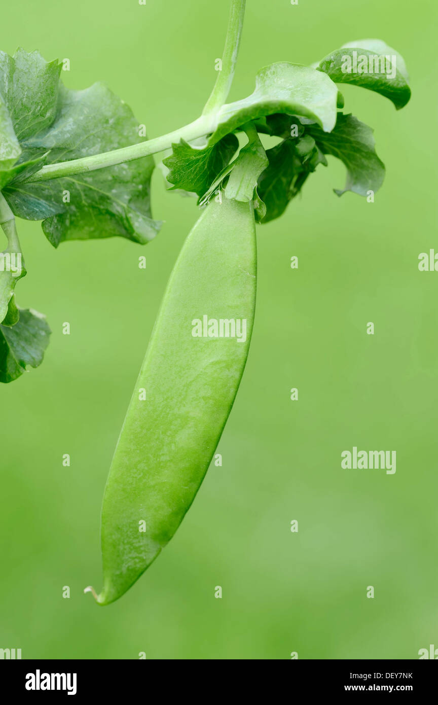 Pea pod plant hires stock photography and images Alamy