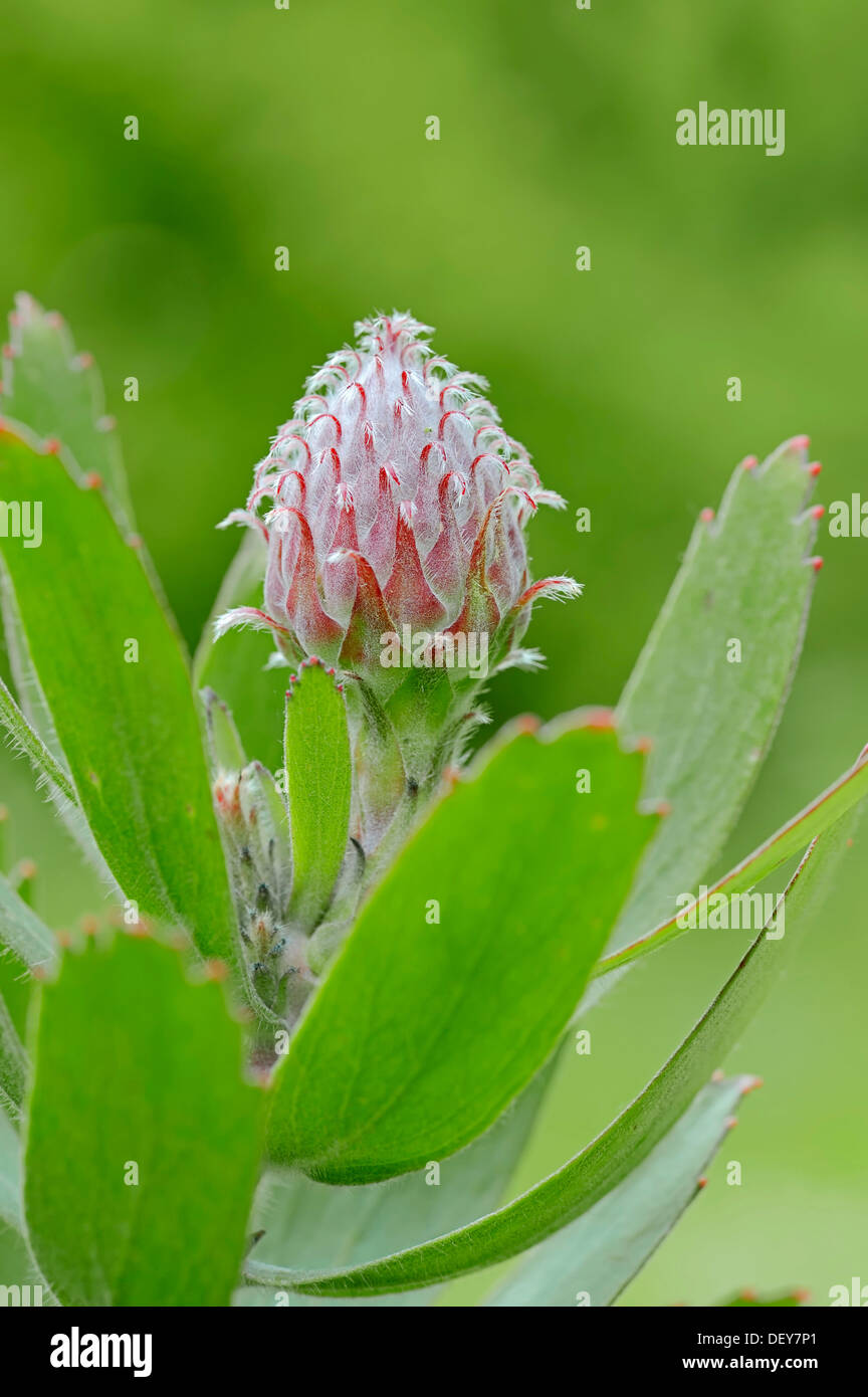 Protea or Pincushion plant, Outeniqua Pincushion and Ribbon Pincushion