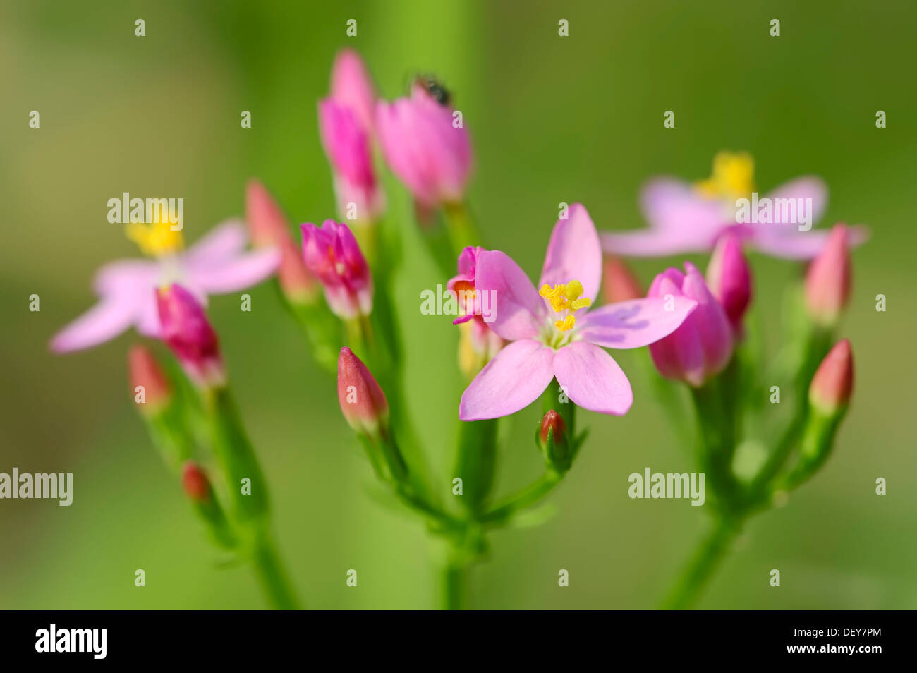 Centaury (Centaurium erythraea, Centaurium minus, Centaurium umbellatum), North Rhine-Westphalia, Germany Stock Photo