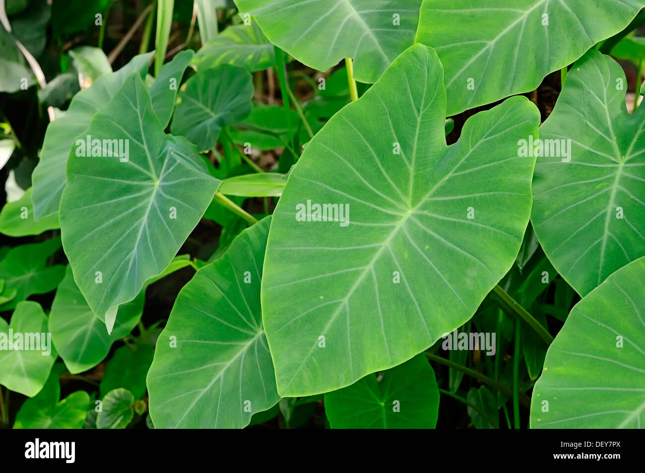 Taro, coco yam, or Eddoe (Colocasia esculenta), leaves, North Rhine-Westphalia, Germany Stock Photo